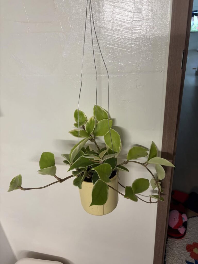 완료된 유럽미장 스타일 벽 사진.